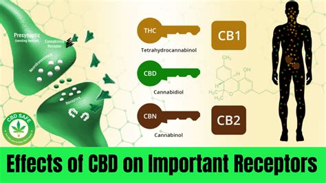  The mechanism by which CBD exerts its anticonvulsant effects is unknown